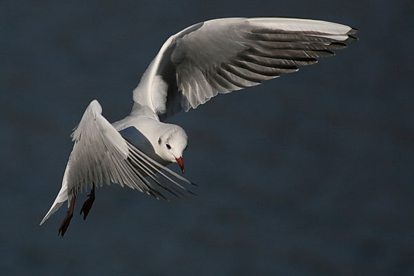  Lachmöwe (Chroicocephalus ridibundus