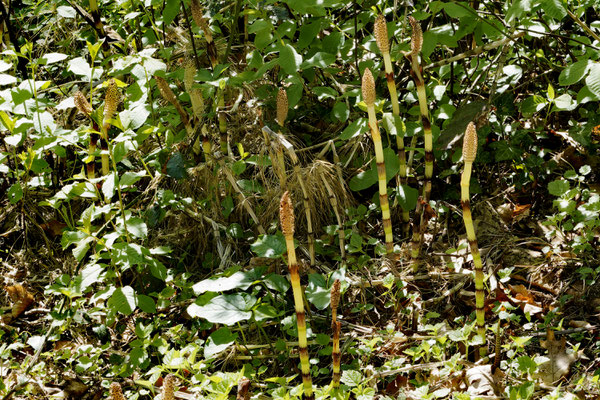 Wald-Schachtelhalm (Equisetum sylvaticum) 