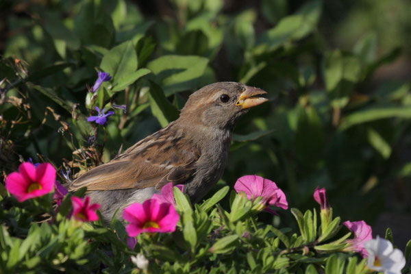 Haussperling (Passer domesticus)