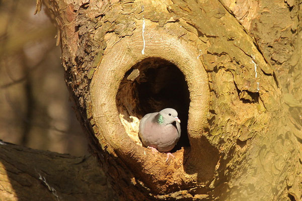 Hohltaube (Columba oenas)