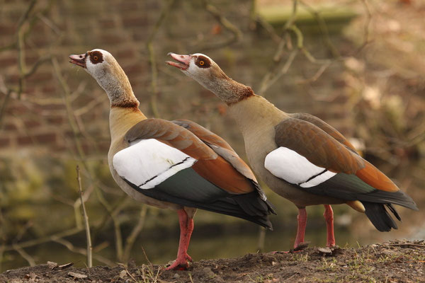 Nilgans (Alopochen aegyptiacus)