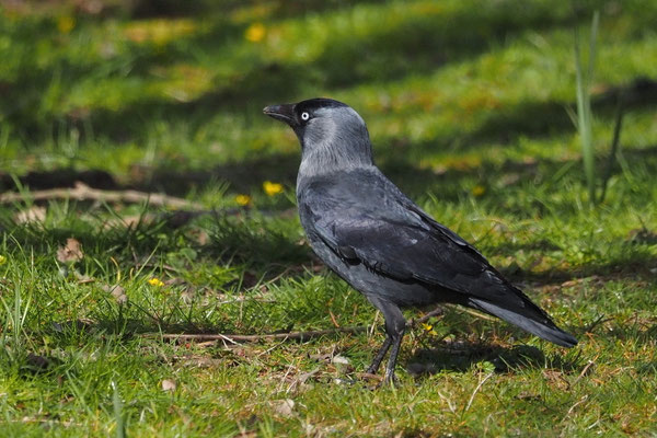 Dohle (Corvus monedula)