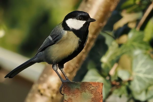 Kohlmeise (Parus major)