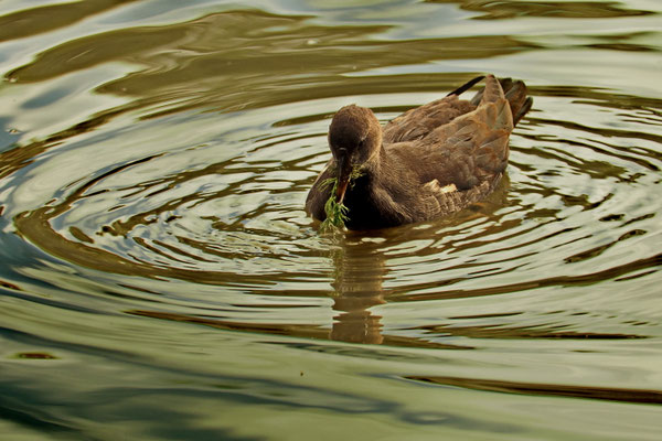Teichralle (Gallinula chloropus) Weibchen