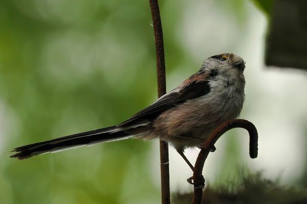 Schwanzmeise (Aegithalos caudatus)