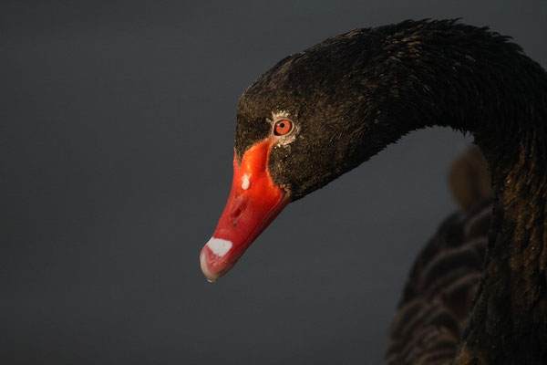 Trauerschwan (Cygnus atratus)