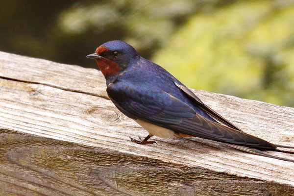 Rauchschwalbe (Hirundo rustica)