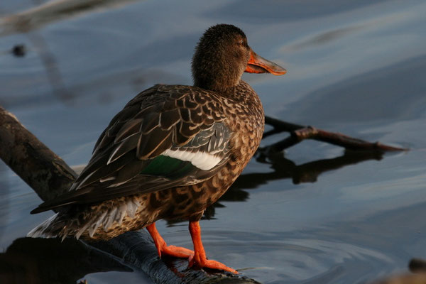 Stockente (Anas platyrhynchos)
