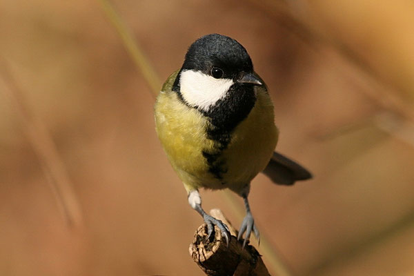  Kohlmeise (Parus major)