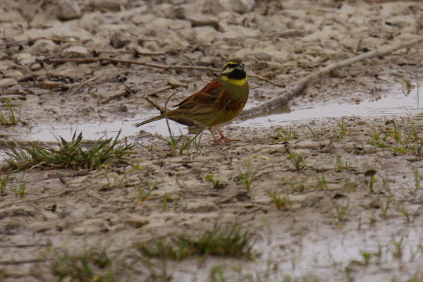 Zaunammer (Emberiza cirlus)