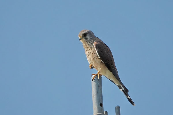 Turmfalke (Falco tinnunculus)