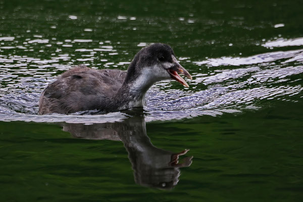 Junges Blässhuhn (Fulica atra)