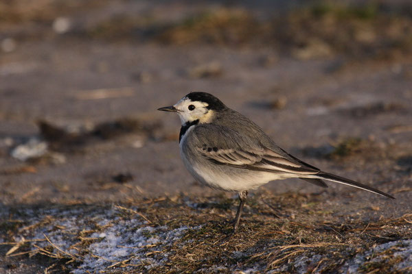 Bachstelze (Motacilla alba)