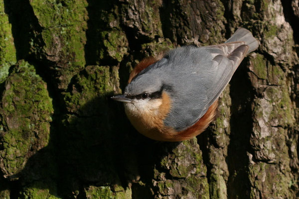 Kleiber (Sitta europaea)