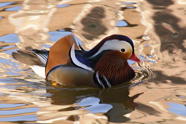 Mandarinente (Aix galericulata)