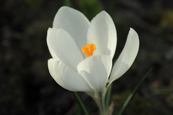 Krokus (Crocus vernus)