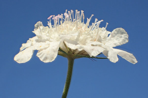 Tauben-Skabiose (Scabiosa columbaria) 