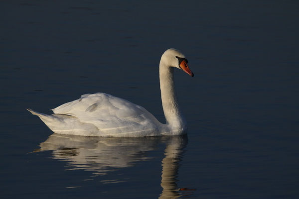 Höckerschwan (Cygnus olor)