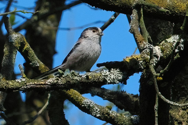 Schwanzmeise (Aegithalos caudatus)