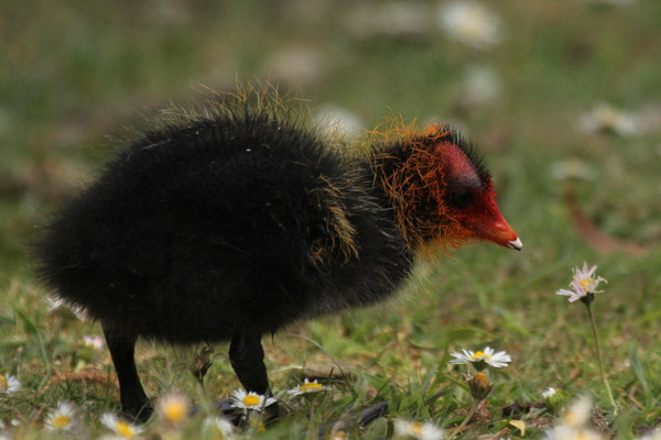 Blässhuhn (Fulica atra)