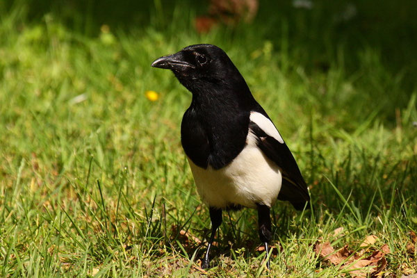 Elster (Pica pica)
