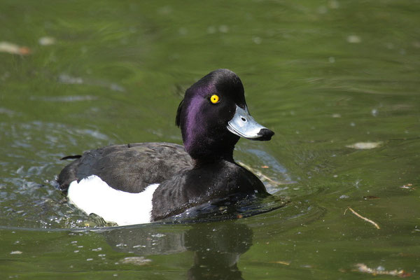 Reiherente (Aythya fuligula)
