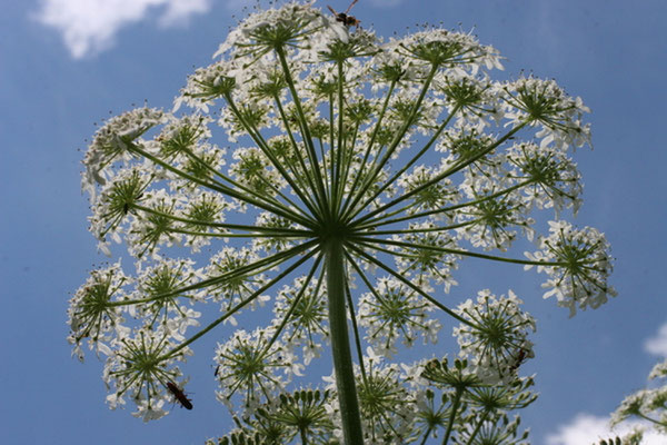 Riesen-Bärenklau (Heracleum mantegazzianum)