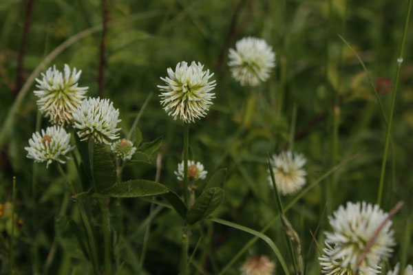 Weiß-Klee (Trifolium repens) 