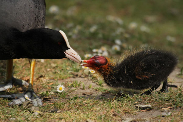 Blässhuhn (Fulica atra)