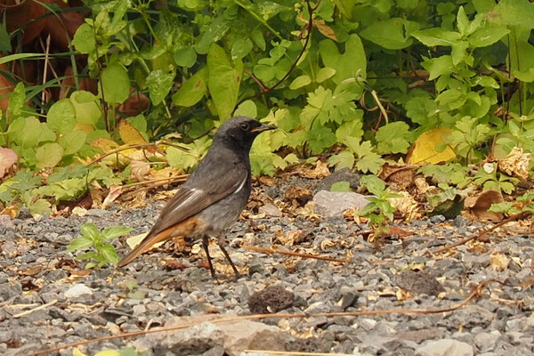 Hausrotschwanz (Phoenicurus ochruros gibraltariensis)