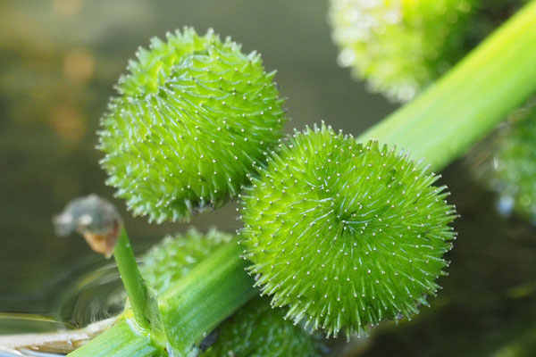 Pfeilkraut (Sagittaria sagittifolia)