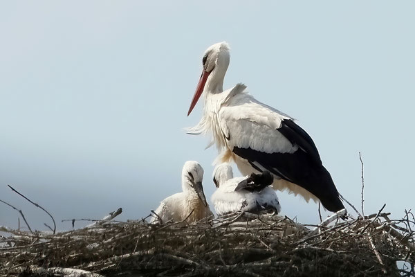 Weißstorch (Ciconia ciconia) 