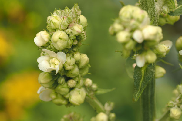  Mehlige Königskerze (Verbascum lychnitis)