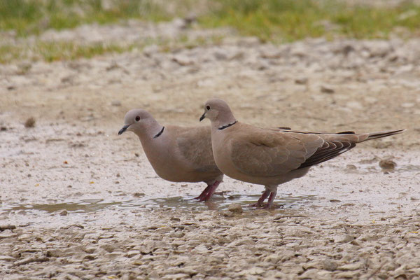 Türkentaube (Streptopelia decaocto)