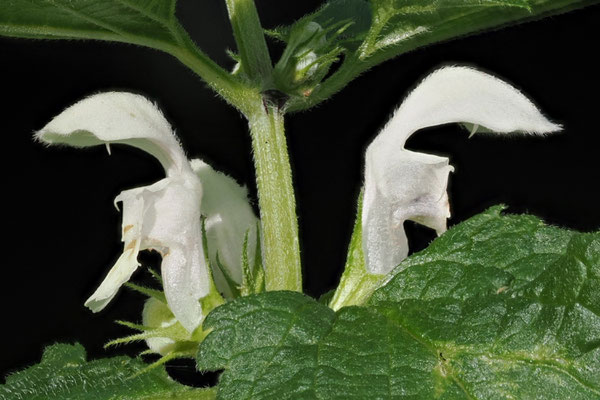 Weiße Taubnessel (Lamium album) 