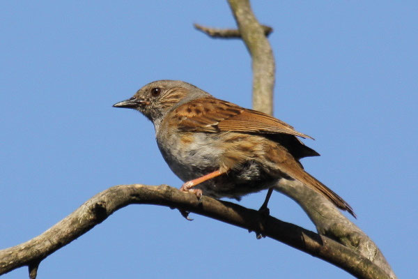 Heckenbraunelle (Prunella modularis)