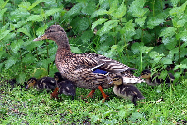 Stockente (Anas platyrhynchos)