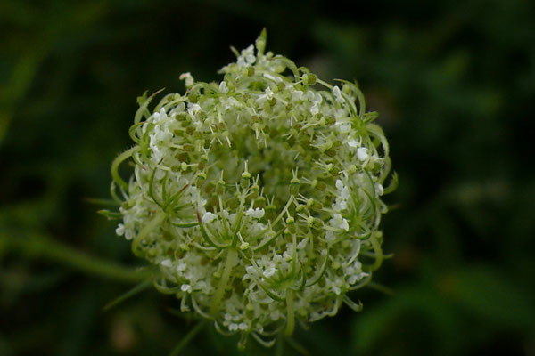Wilde Möhre (Daucus carota)