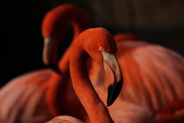 Roter Flamingo  Phoenicopterus ruber ruber    