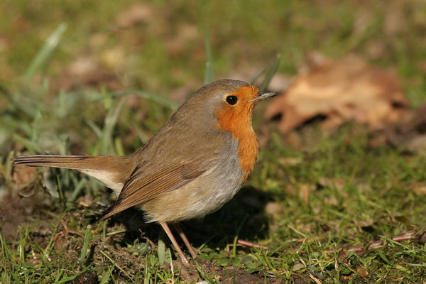  Rotkehlchen (Erithacus rubecula)