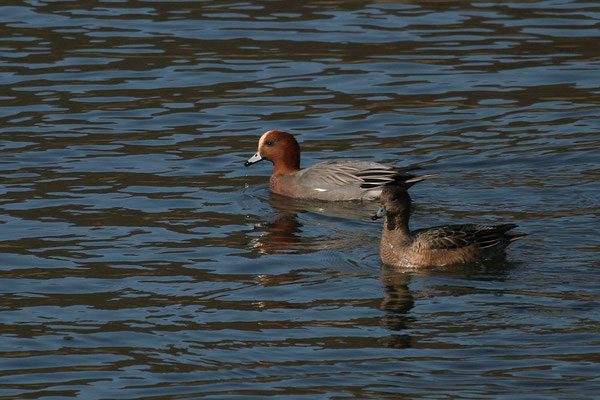 Pfeifente (Anas penelope) 