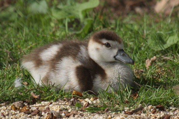 Nilgans (Alopochen aegyptiacus)