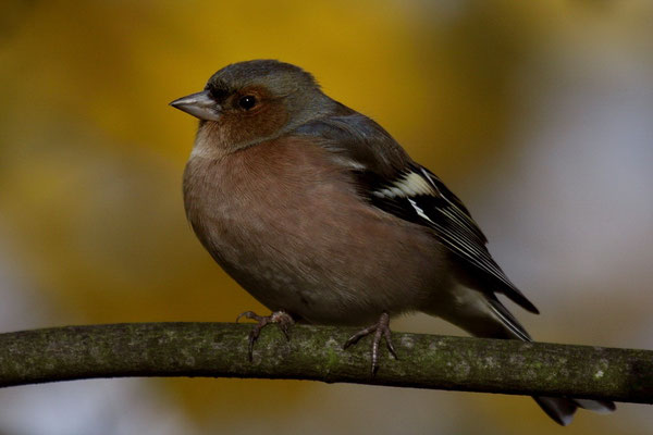 Buchfink (Fringilla coelebs)