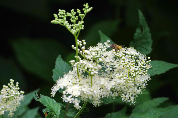 Mädesüß (Filipendula ulmaria) i