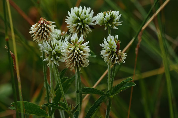 Bergklee  Trifolium montanum