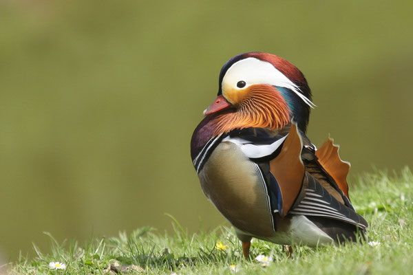Mandarinente (Aix galericulata)