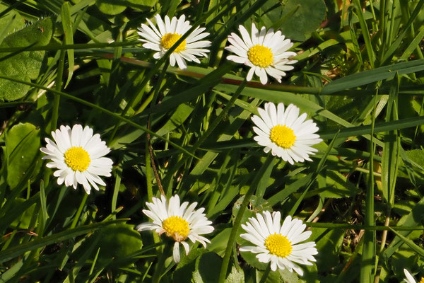 Gänseblümchen (Bellis perennis)