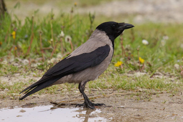 Nebelkrähe  (Corvus corone)