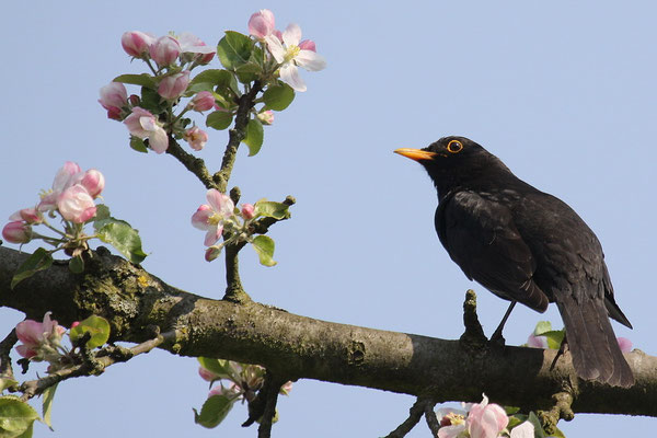 Amsel (Turdus merula)