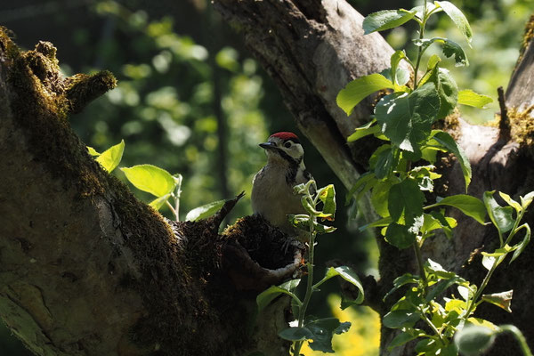Buntspecht (Dendrocopos major